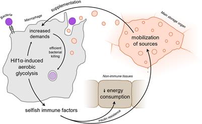 Polarization of Macrophages in Insects: Opening Gates for Immuno-Metabolic Research